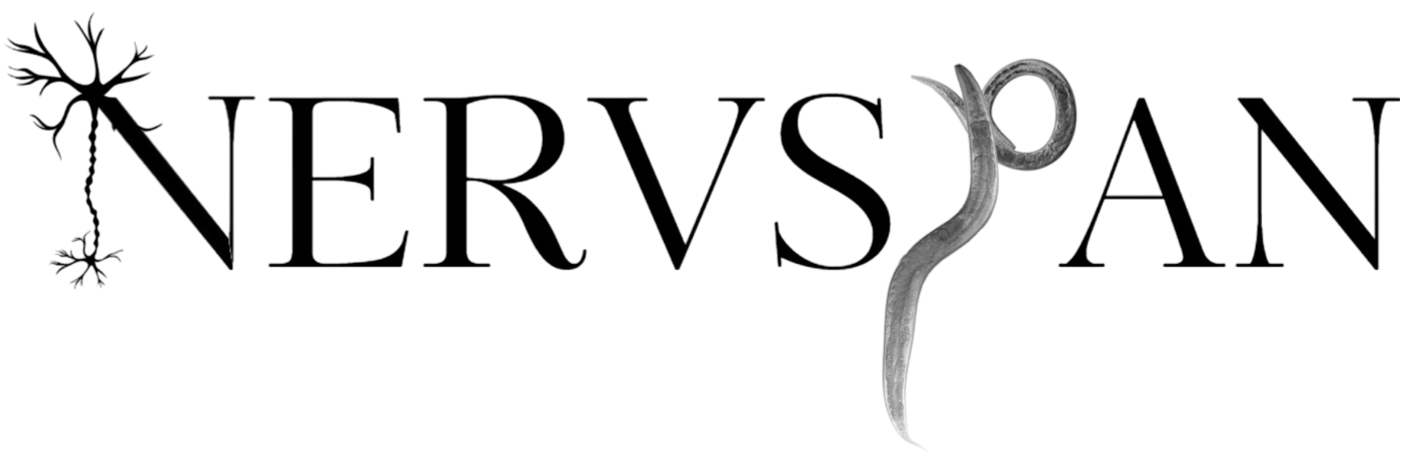NervSpan Logo